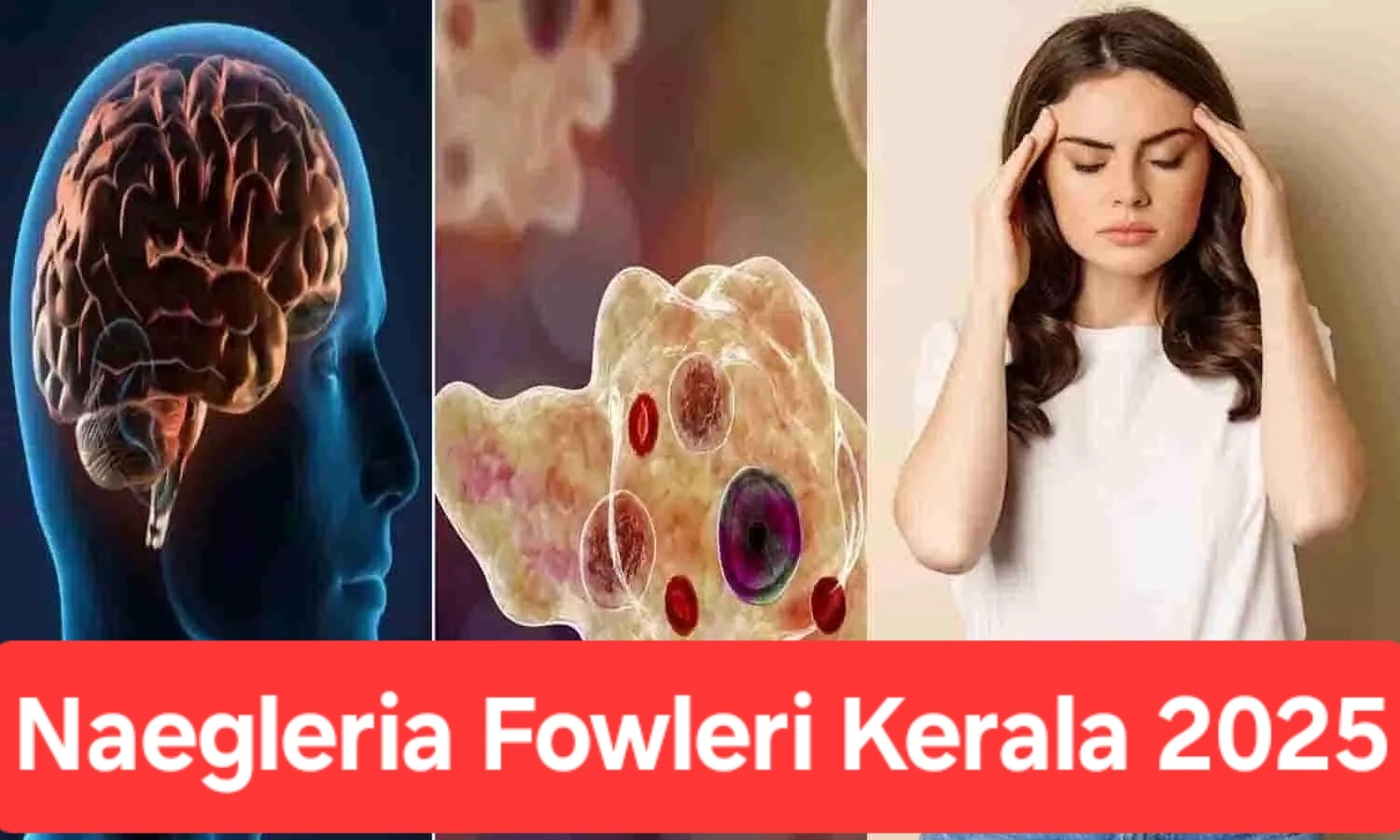 Naegleria fowleri Kerala 2025: ब्रेन-ईटिंग अमीबा के मामले बढ़े, जानें लक्षण, प्रसार और सुरक्षा उपाय 1 Naegleria fowleri Kerala 2025